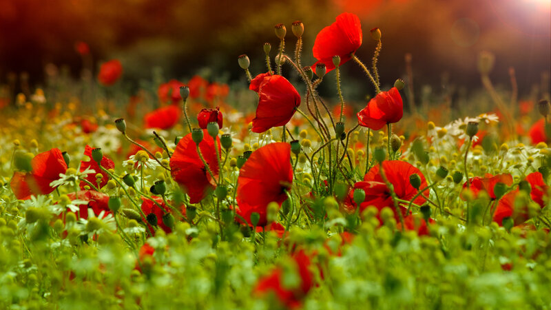 Red Poppies in Field — Serene, Sunset, Photograph, Daisies