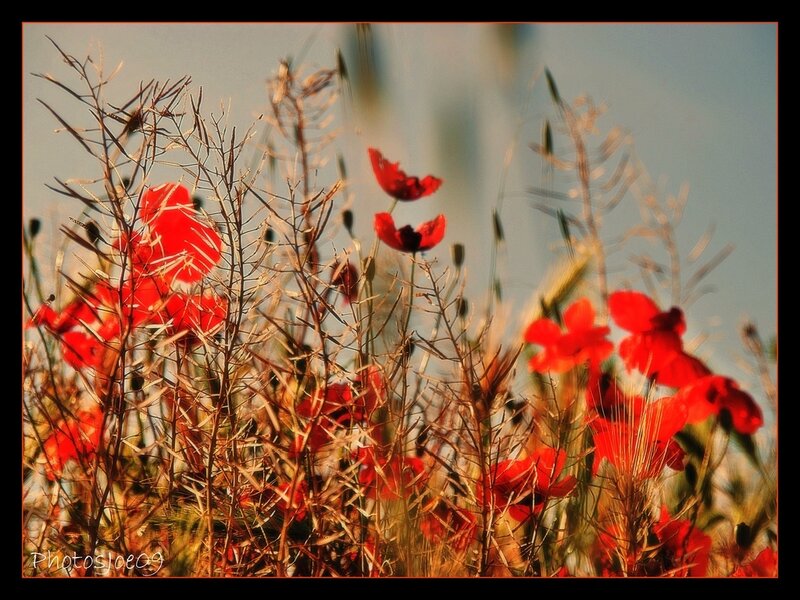 Red Poppies in Field — Serene, Sunset, Photograph, Flowers, Grass