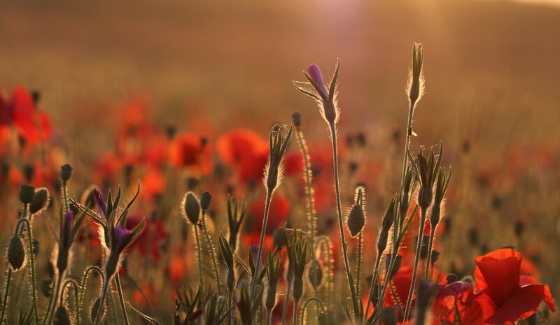 Red Poppies in Field — Serene, Sunset, Photograph, Flowers, Sunlight