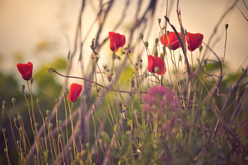 Red Poppies in Field — Serene, Sunset, Photograph, Grass, Buds