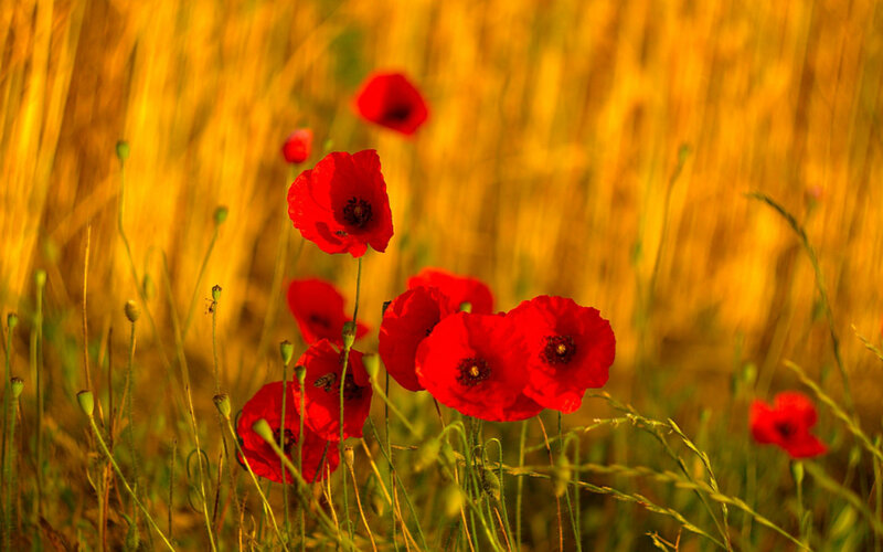 Red Poppies in Field — Serene, Sunset, Photograph, Grass, Flowers