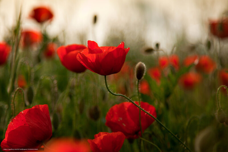 Red Poppies in Field — Serene, Sunset, Photograph, Green Stems