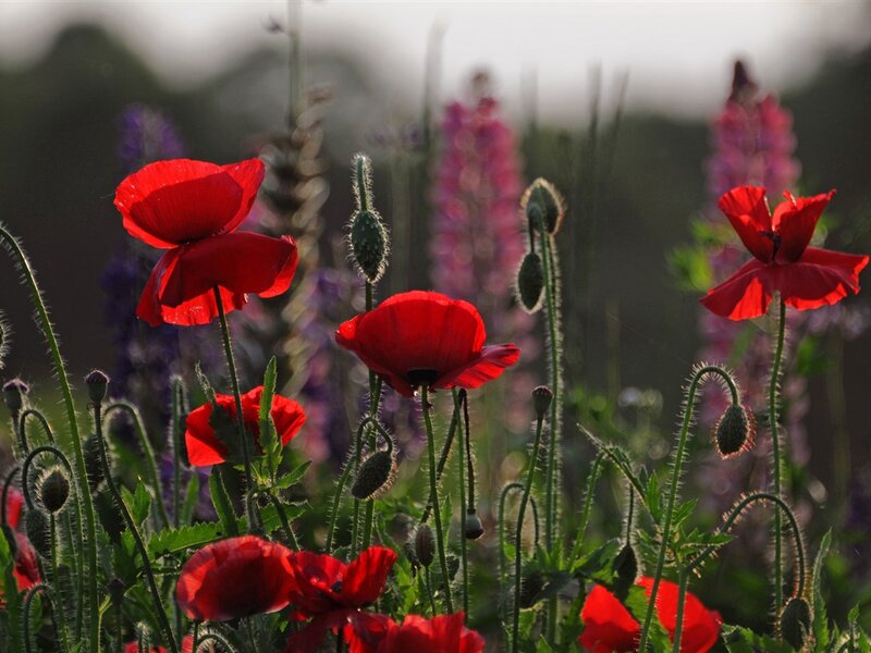 Red Poppies in Field — Serene, Sunset, Photograph, Purple Flowers, Green Stems