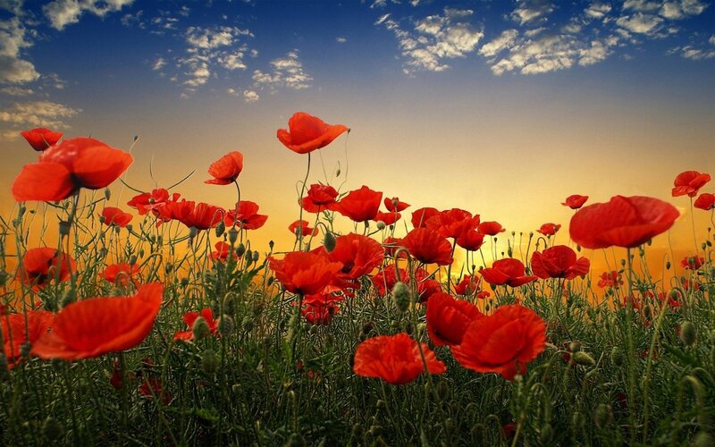 Red Poppies in Field — Serene, Sunset, Photograph, Sky, Clouds, Grass