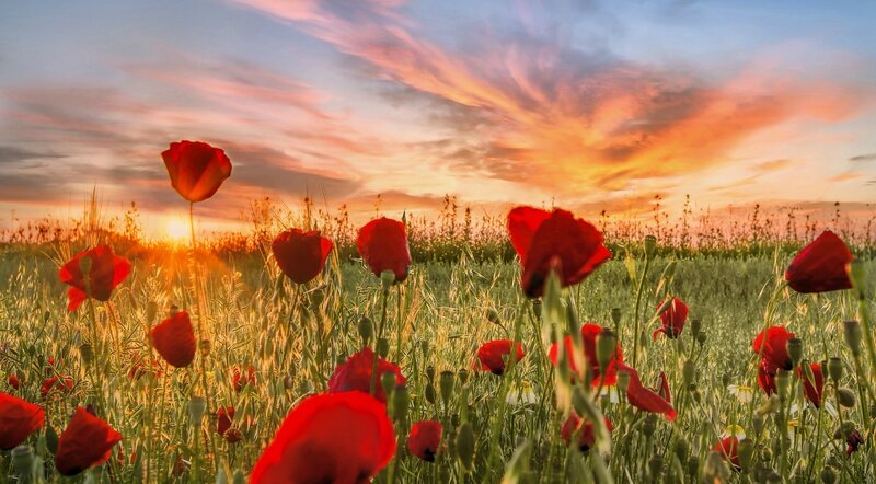 Red Poppies in Field — Serene, Sunset, Photograph, Sun, Sky, Grass