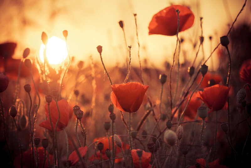 Red Poppies in Field — Serene, Sunset, Photograph, Sun, Sky