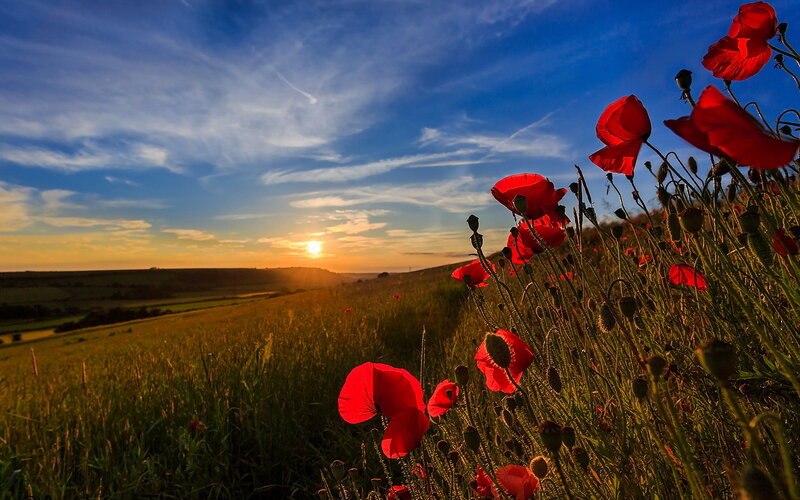 Red Poppies in Field — Serene, Sunset, Photograph, Sunrise