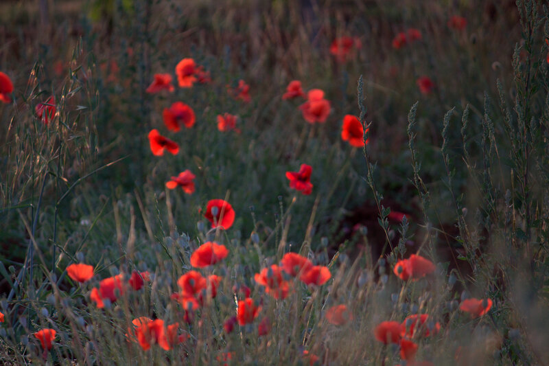 Red Poppies in Field — Serene, Sunset, Photograph