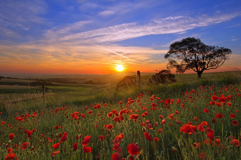 Red Poppies in Field — Serene, Sunset, Photograph, Tree, Fence, Sun