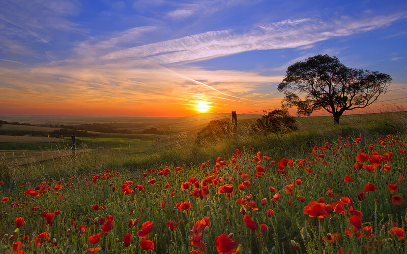 Red Poppies in Field — Serene, Sunset, Photograph, Tree