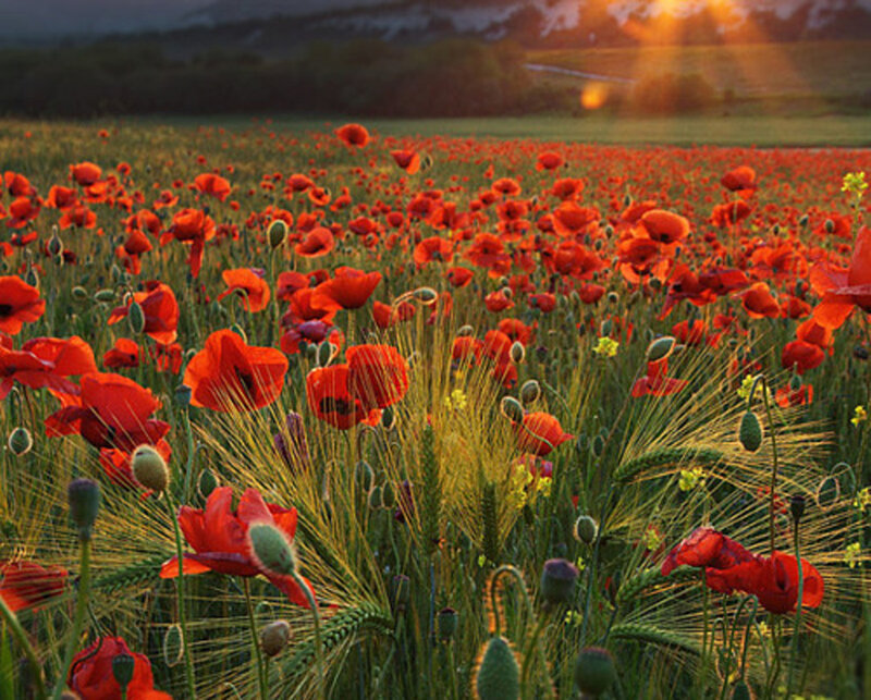 Red Poppies in Field — Serene, Sunset, Photograph, Wheat, Sunlight