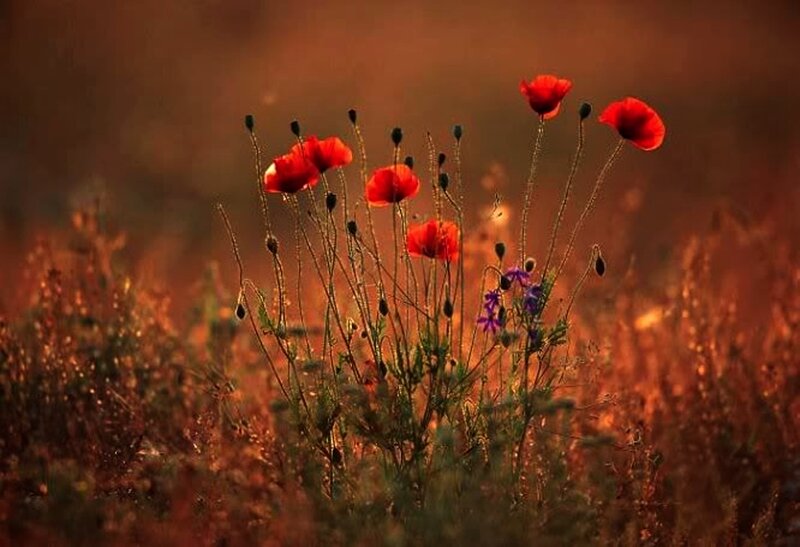 Red Poppies in Field — Serene, Sunset, Photograph, Wildflowers