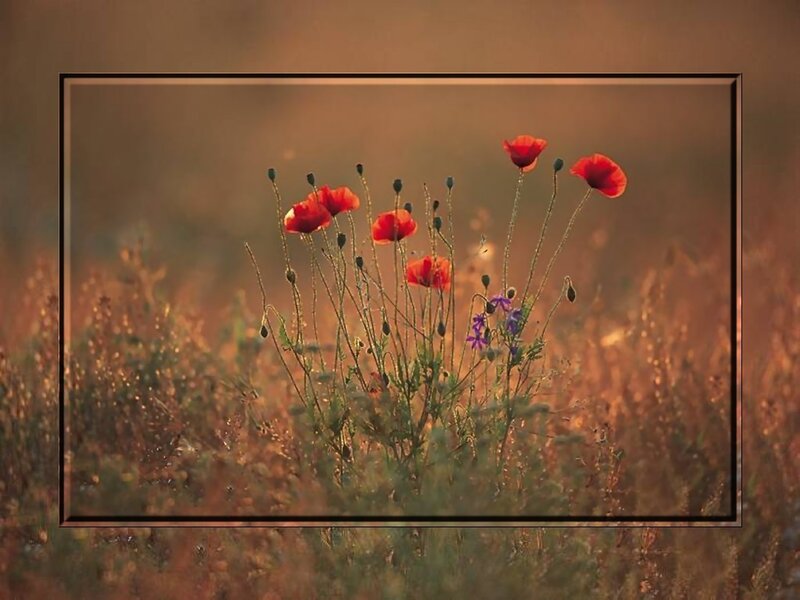 Red Poppies in Field — Serene, Sunset