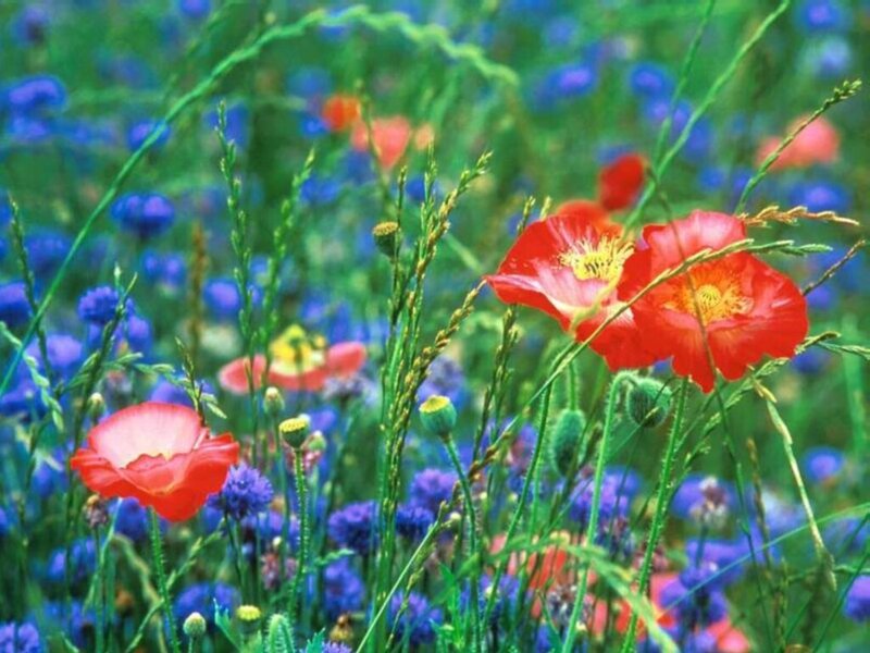 Red Poppies in Field — Serene