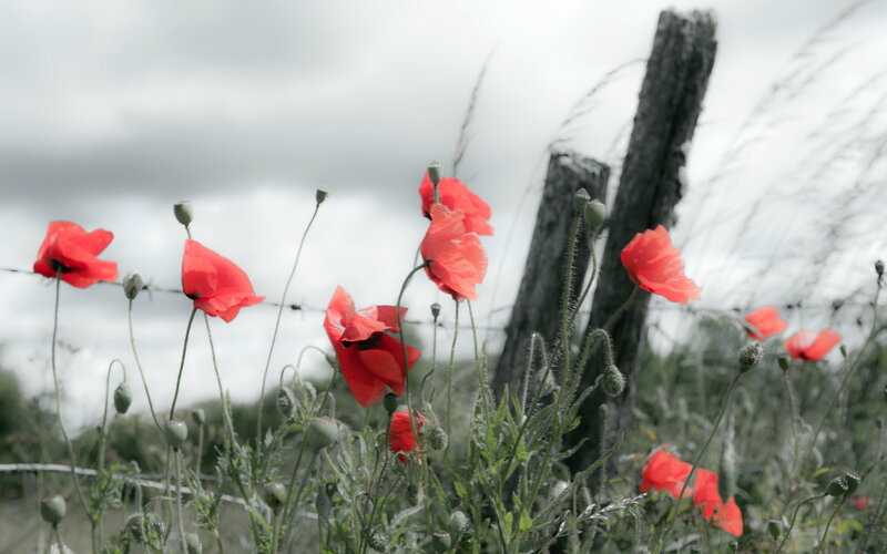 Red Poppies in Field — Somber