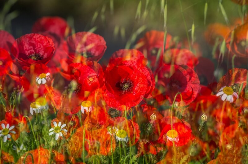 Red Poppies in Field — Vibrant, Afternoon