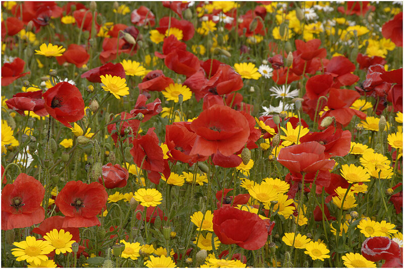 Red Poppies in Field — Vibrant, Summer