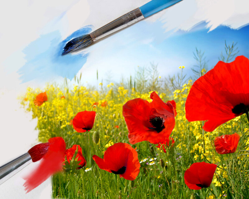 Red Poppies in Field — Vibrant