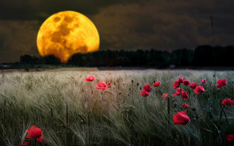 Red Poppies in Field — Yellow