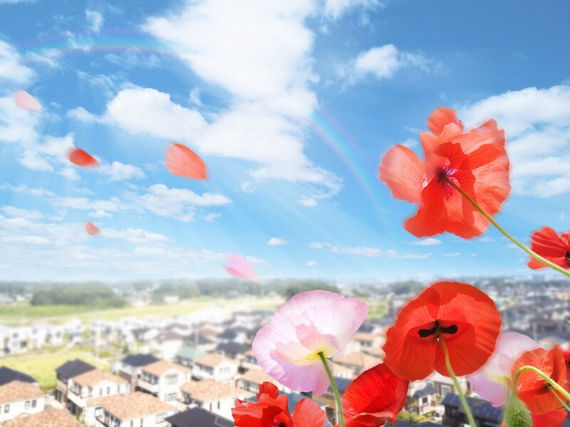 Red Poppies in Foreground — Blue