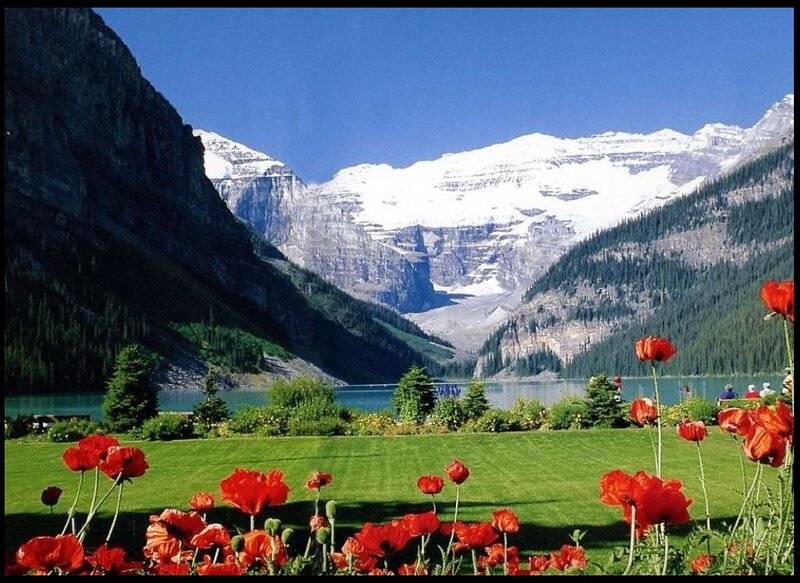 Red Poppies in Foreground — Green