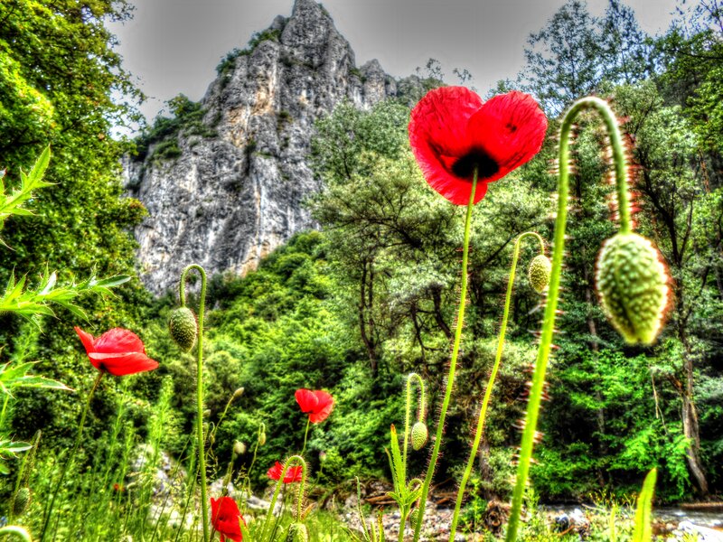 Red Poppies in Forest — Dramatic, Spring