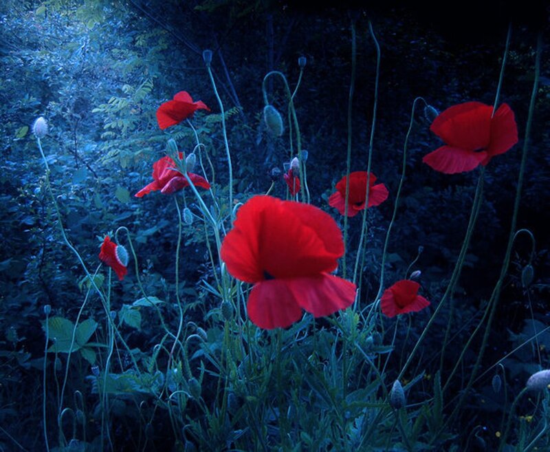 Red Poppies in Forest — Dramatic
