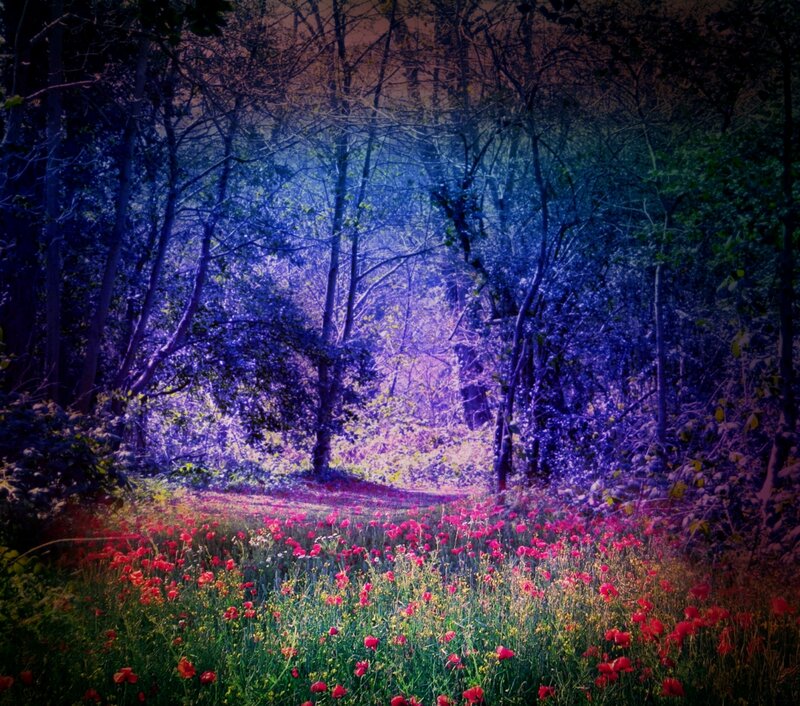 Red Poppies in Forest — Purple