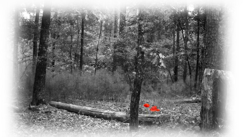 Red Poppies in Forest