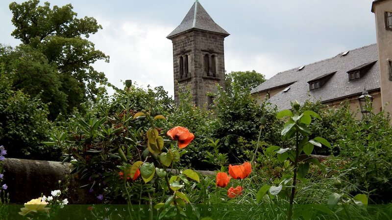 Red Poppies in Garden — Green, Serene, Summer