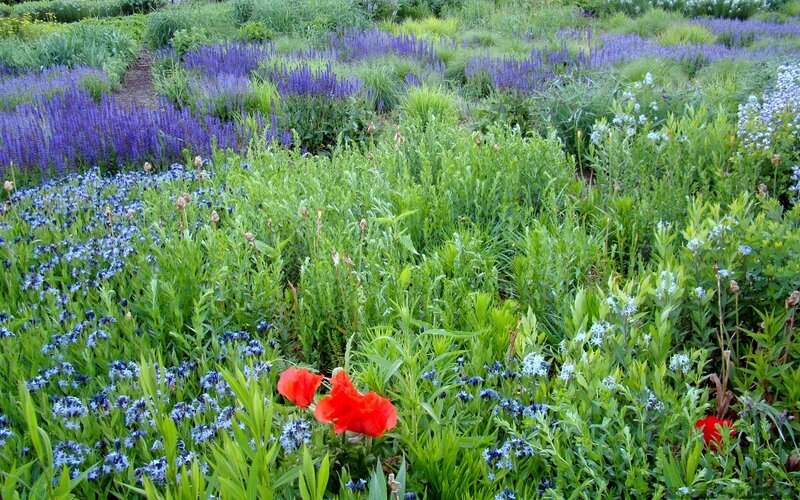Red Poppies in Garden — Green, Serene