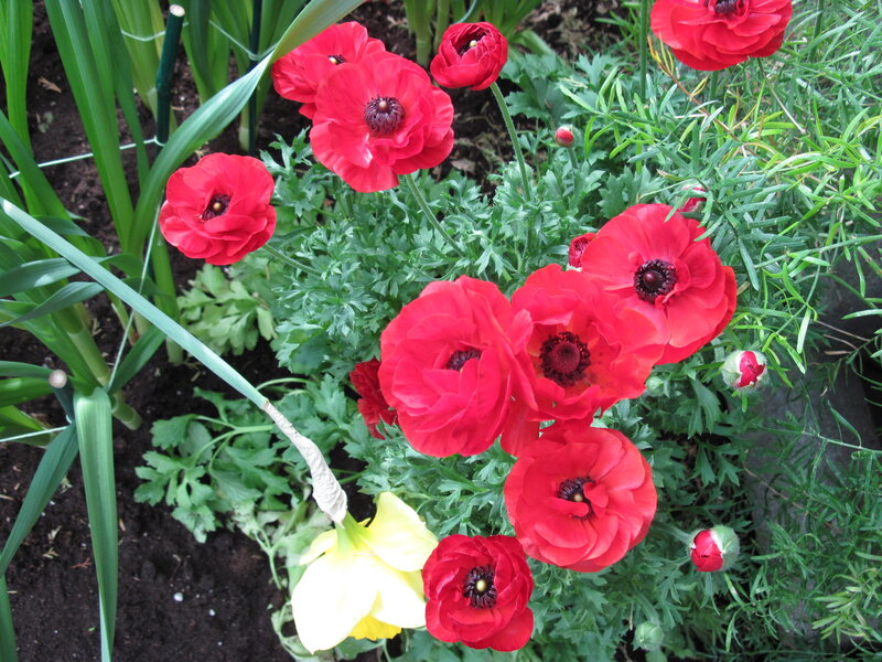 Red Poppies in Garden — Natural, Spring