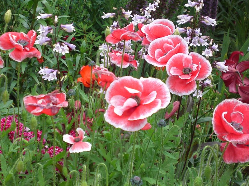 Red Poppies in Garden — Natural, Summer