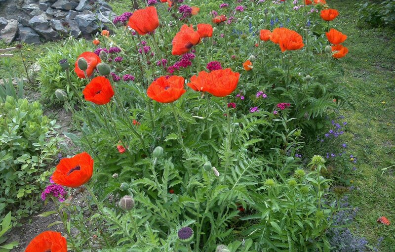 Red Poppies in Garden — Natural