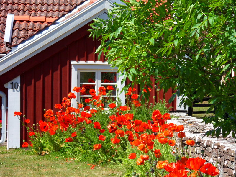 Red Poppies in Garden — Serene, Afternoon, Photograph