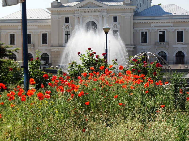 Red Poppies in Garden — Serene, Afternoon