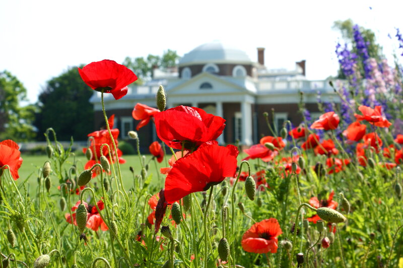 Red Poppies in Garden — Serene, Summer