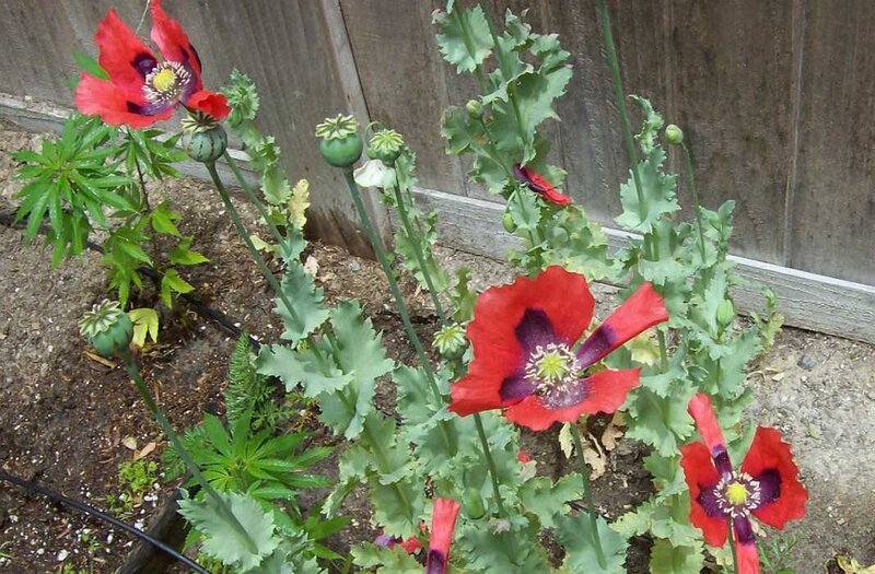 red poppies in garden