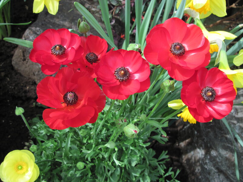 Red Poppies in Garden — Vibrant