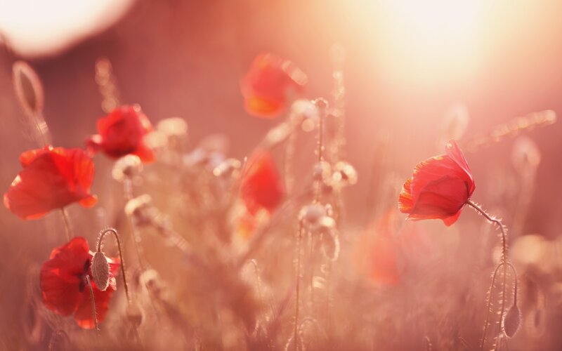 Red poppies in golden light