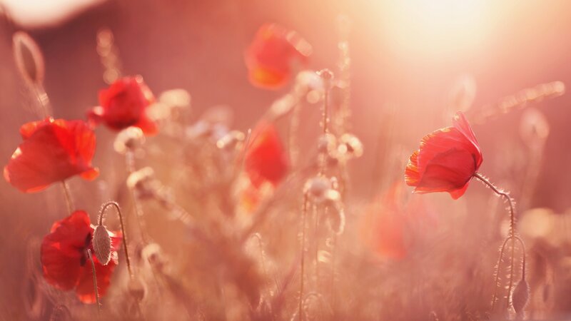Red poppies in golden light