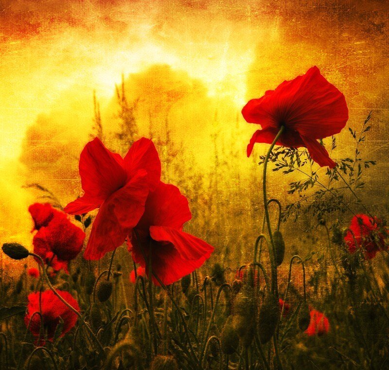 Red poppies in golden light