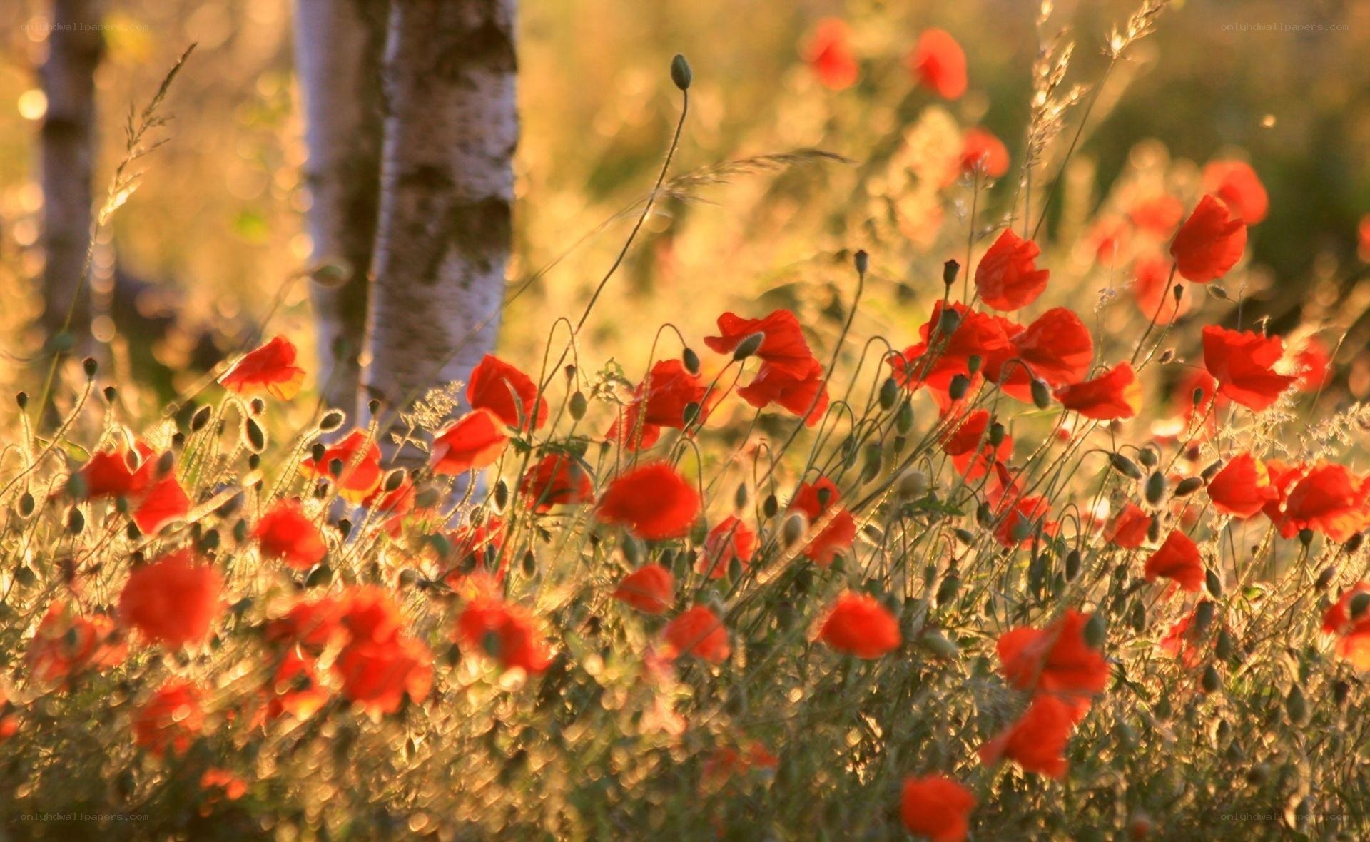 Red poppies in golden light