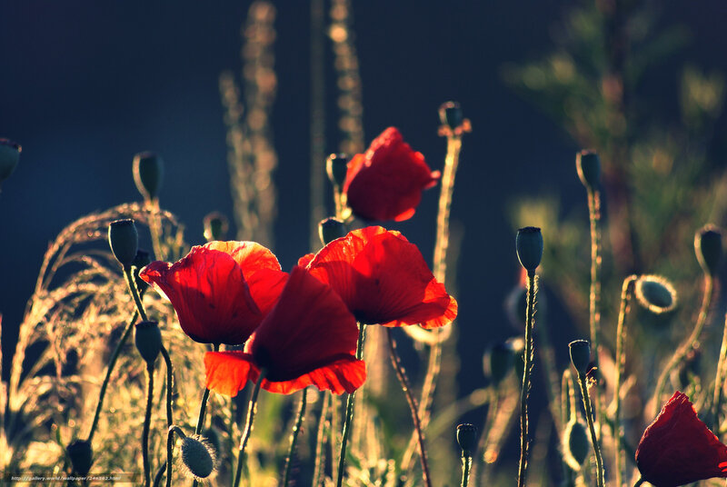 Red poppies in golden light