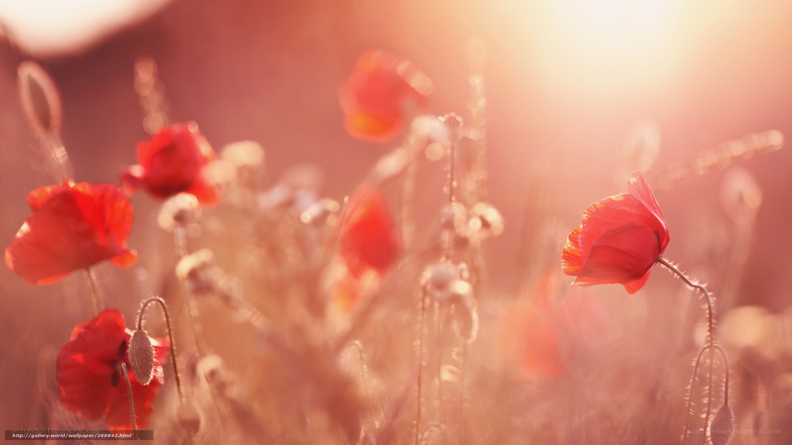 Red poppies in golden light
