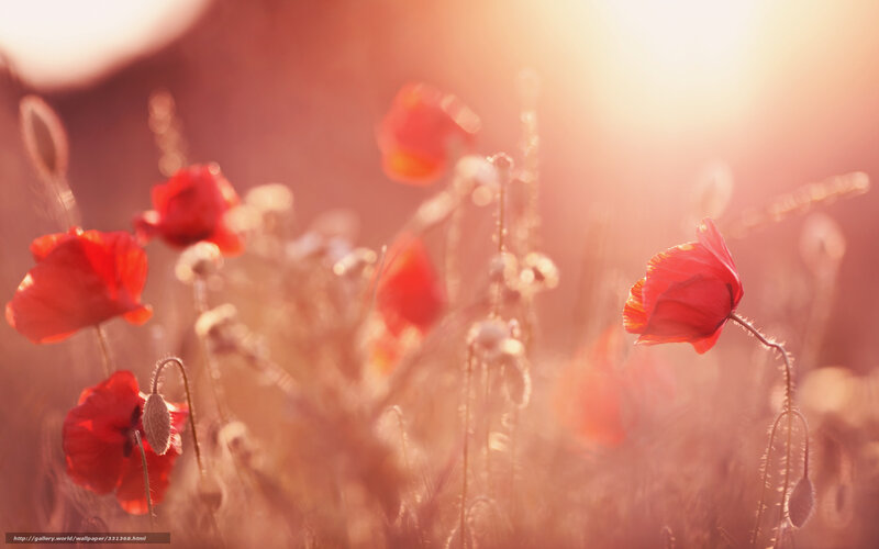Red poppies in golden light
