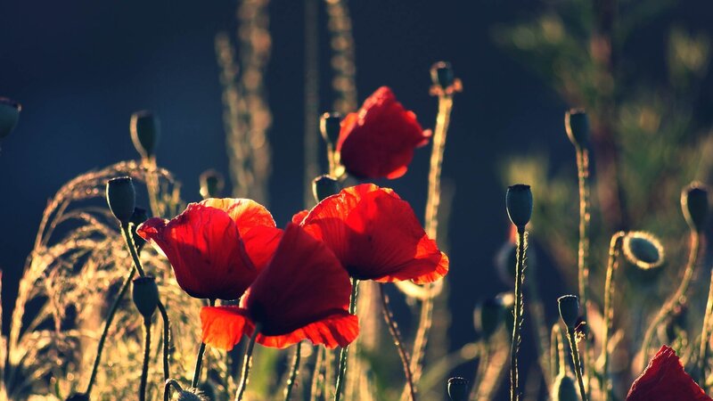 Red poppies in golden light