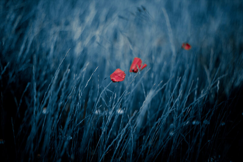 Red Poppies in Grass — Blue