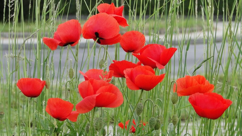 Red Poppies in Grass — Calm, Spring