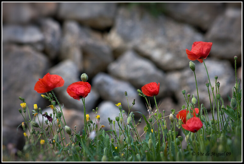 Red Poppies in Grass — Calm